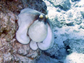   Caribbean Reef Octopus. Ran this through filter photoshop put some more color it. Octopus it  